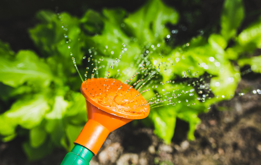 watering plants with a watering can Photo by Kaboompics from Pexels 3