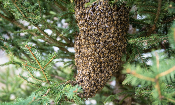Čebelji roj. Foto: xiSerge, Pixabay