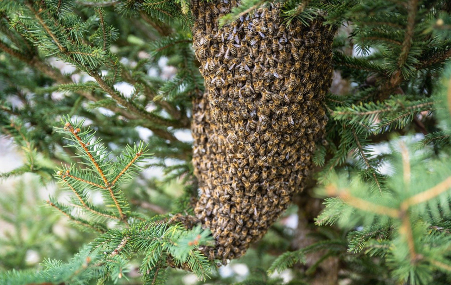 Čebelji roj. Foto: xiSerge, Pixabay