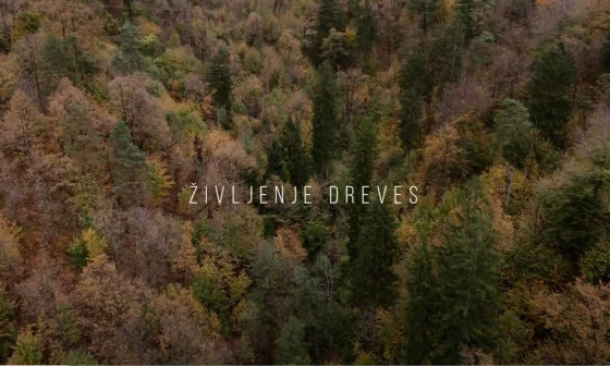 zivljenje