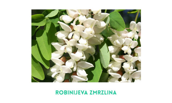 Projekt-APPLAUSE-Kulinarina-delavnica---Robinijeva-zmrzlina-IDAbtjRHExs.jpg