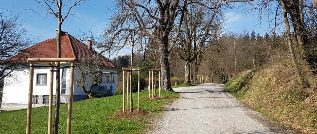 Rožnik preferiramo drevored pri Cadu1 Snaga