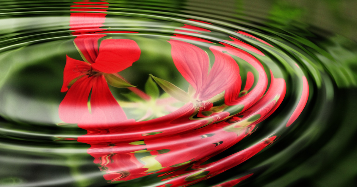 Wave Geranium Krožno gospodarstvo & Mestna občina Ljubljana