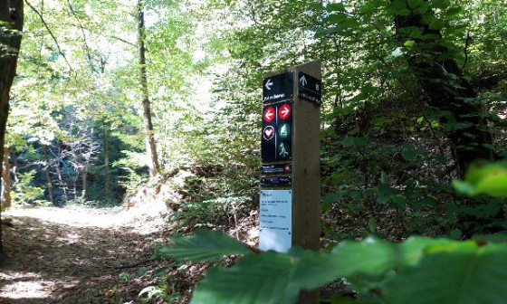 Golovec Foto Vita Kontić Bezjak