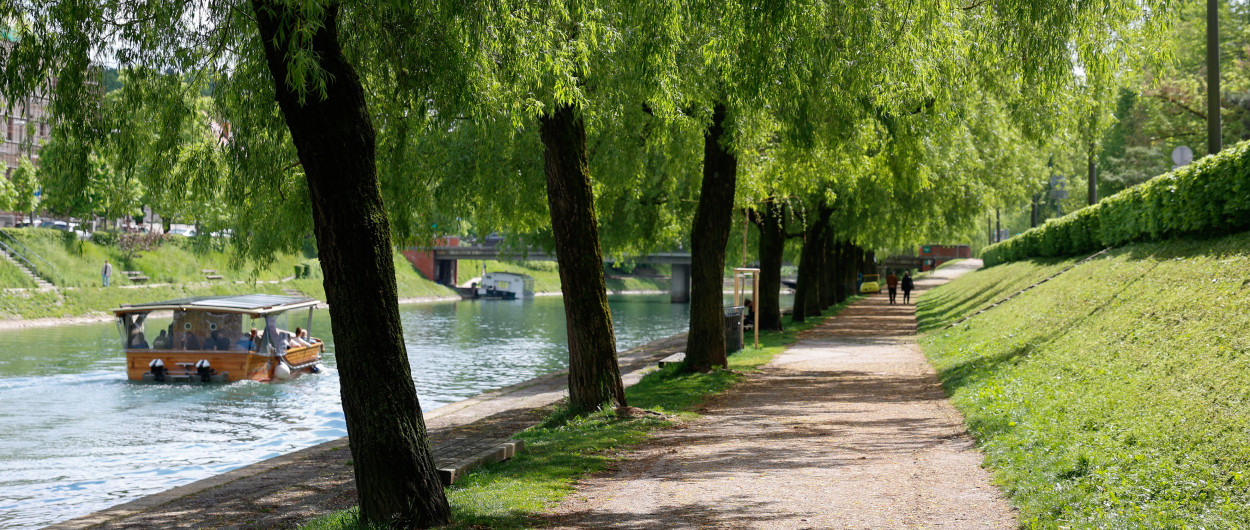 20260421 drevored leta nrovan 006