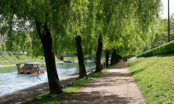 20260421 drevored leta nrovan 006