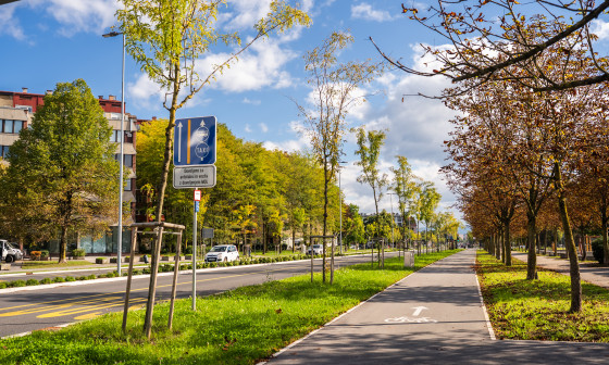 20261006 Drevored Linhatorva in kolesarska Nino Kolarev (1)