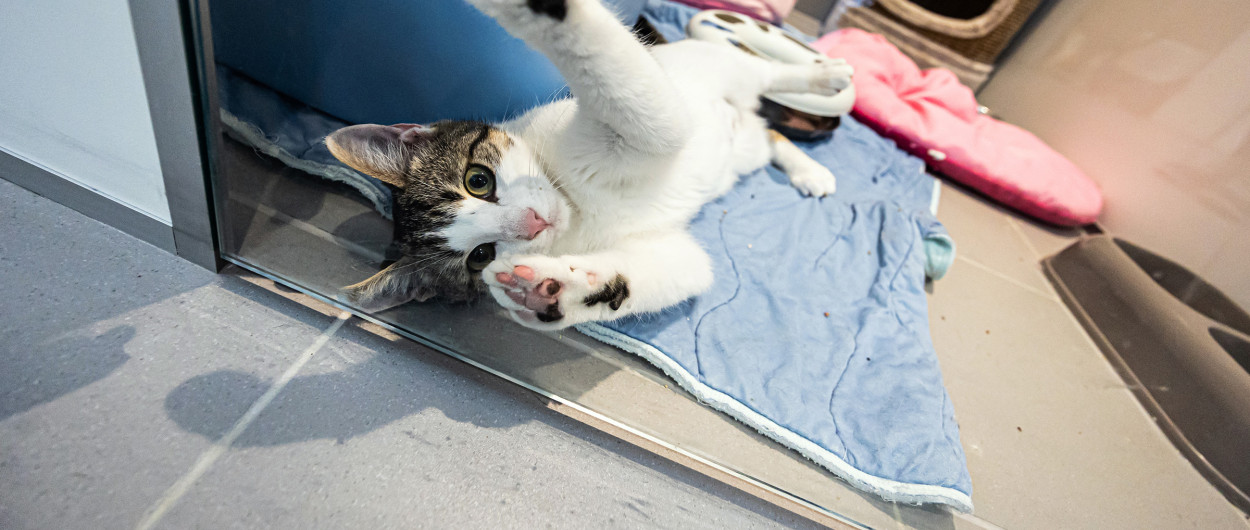 Mucka v zavetišču, foto: Zavetišče za zapuščene živali Ljubljana