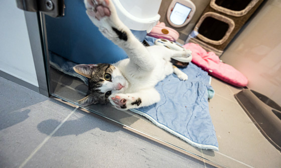 Mucka v zavetišču, foto: Zavetišče za zapuščene živali Ljubljana