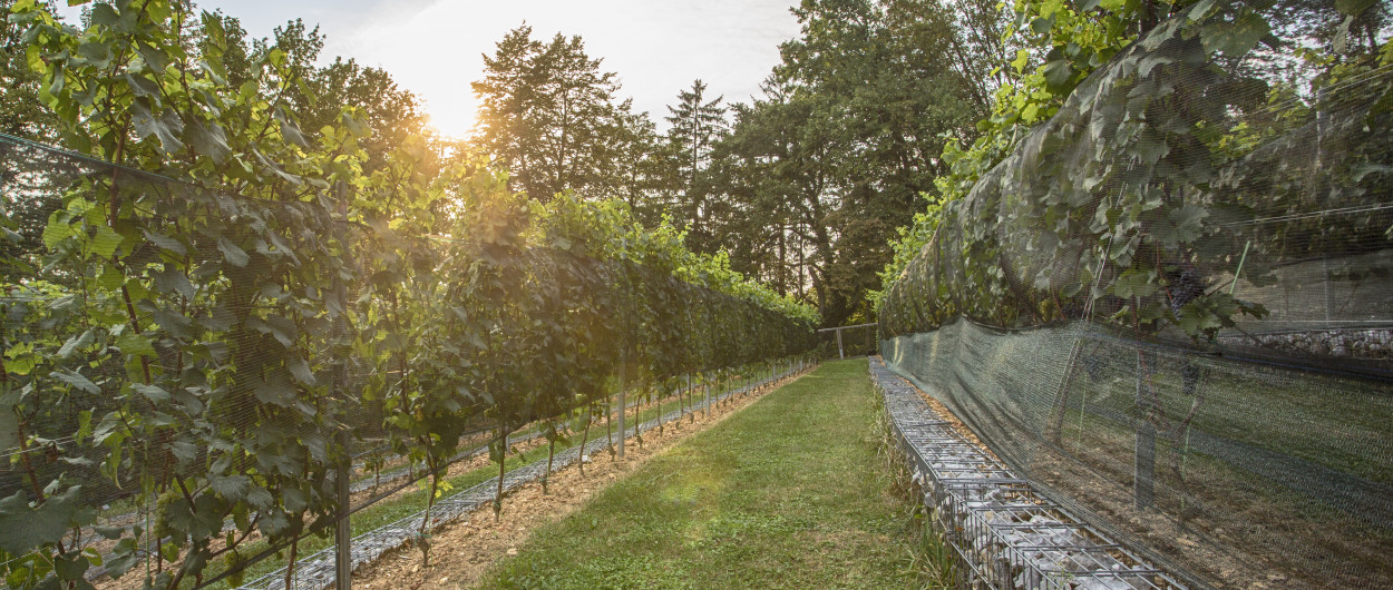 Grajski vinograd, foto: Miha Mally, arhiv LG