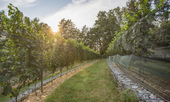 Grajski vinograd, foto: Miha Mally, arhiv LG