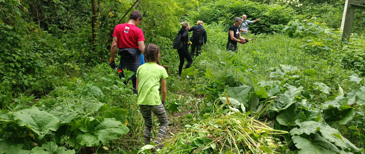 Akcija odstranjevanja invazivk foto Anita Pokorn Oman