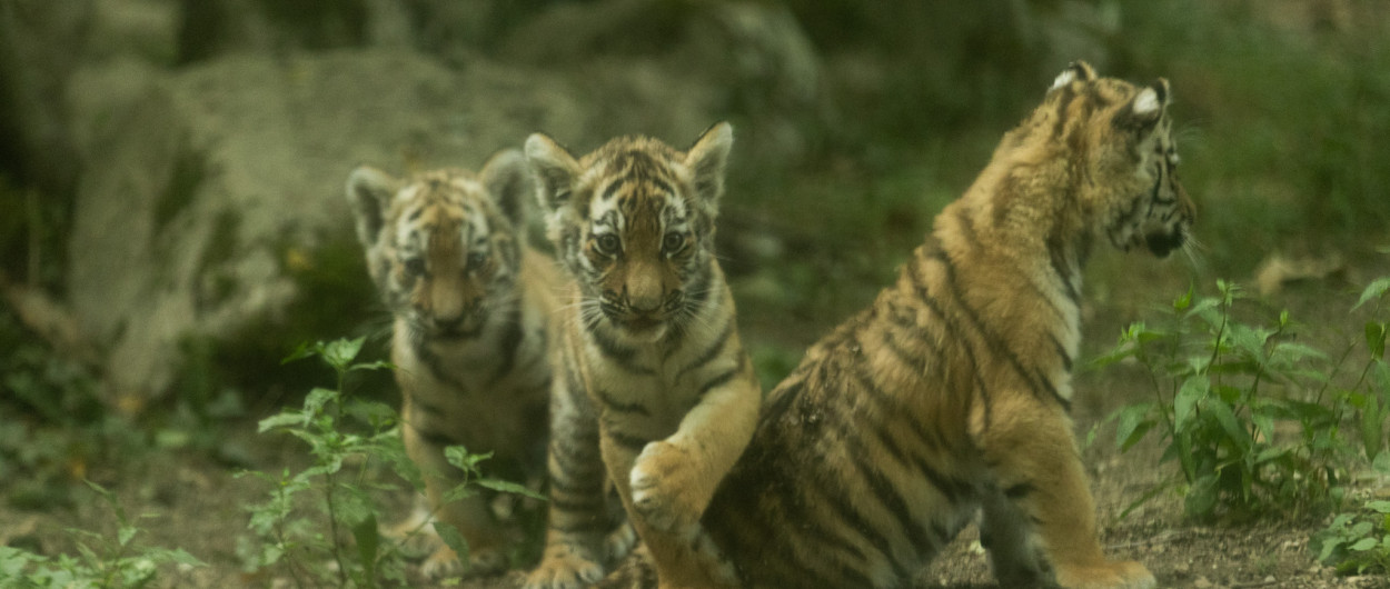 Tigrice ZOO Ljubljana (9)