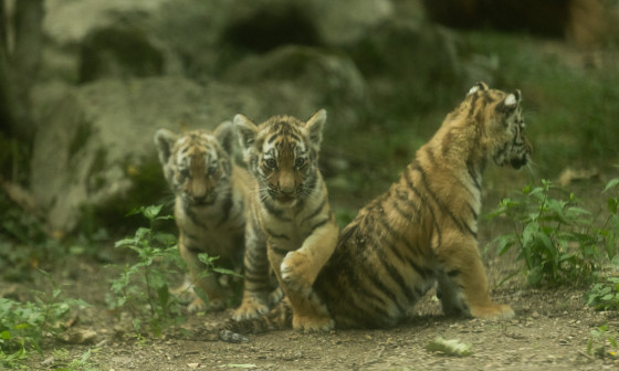 Tigrice ZOO Ljubljana (9)