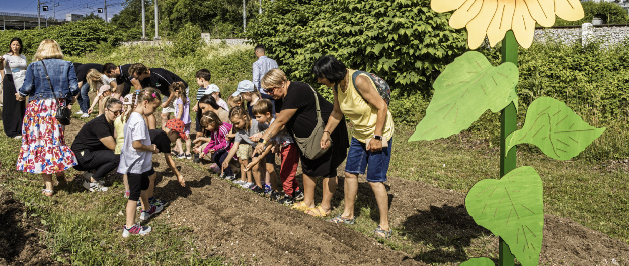 sajenje sončnic Miško Kranjec/Slovenske železnice