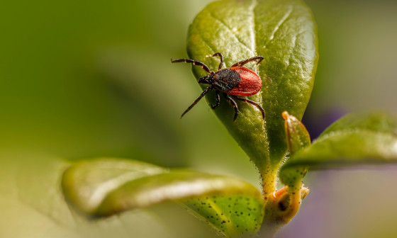 cepljenje proti klopnemu meningoencefalitisu, foto: Erik Karits, Pexels