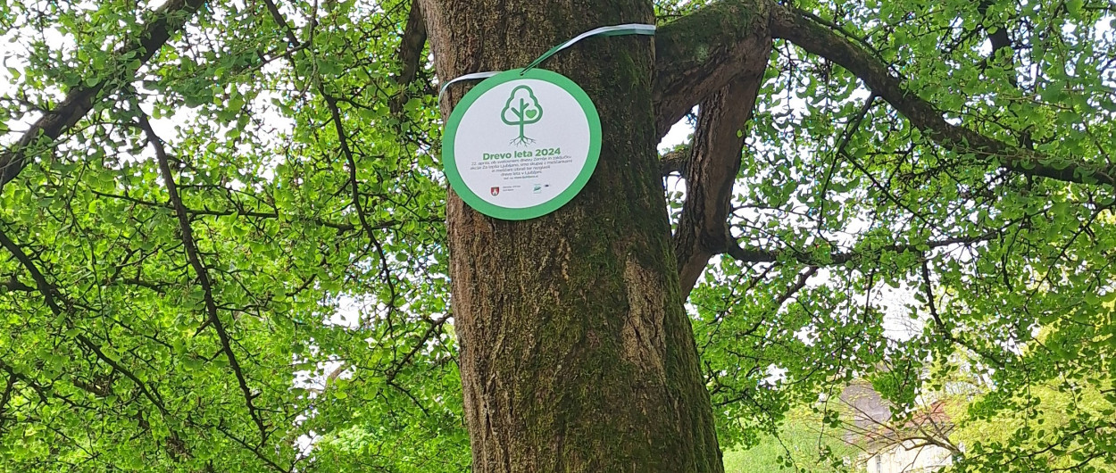 drevo leta