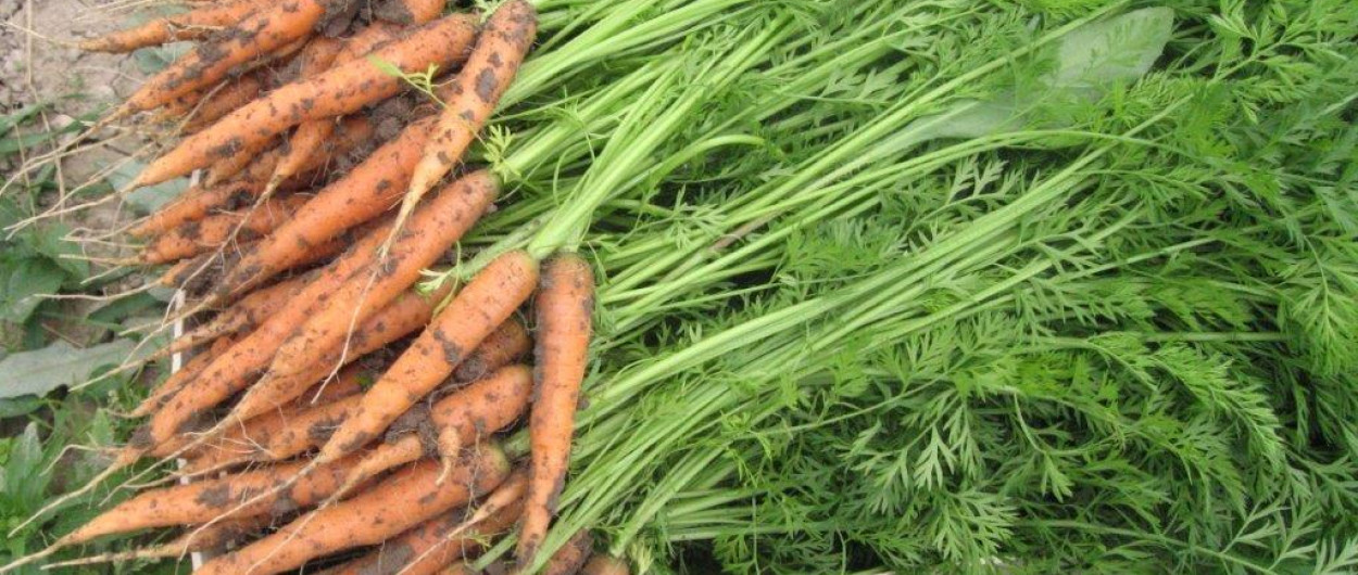 korenje, Ana Ogorelec