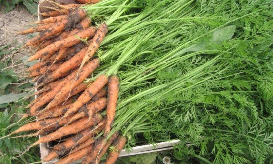 korenje, Ana Ogorelec