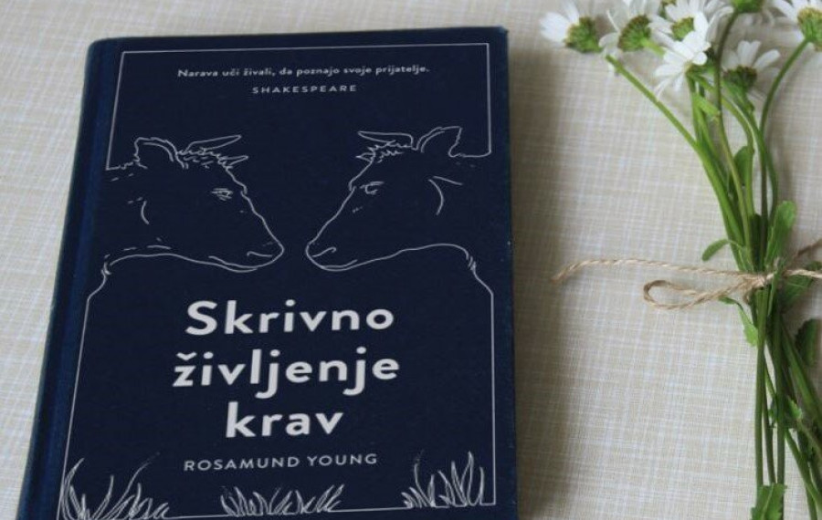 Skrivno zivljenje krav splet 67ed3180676be